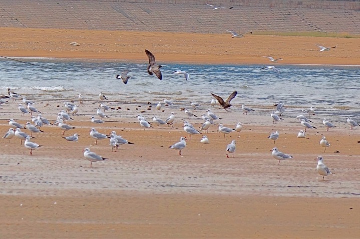 Migratory seagulls rest on Lingshan Bay in Qingdao