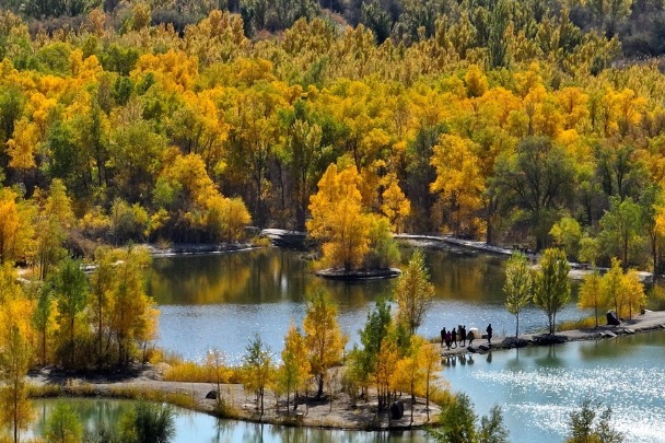 Enchanting scenery of golden populus euphratica forest in Gansu