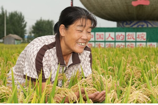 Farmers in Shulan city anticipate bountiful rice harvest