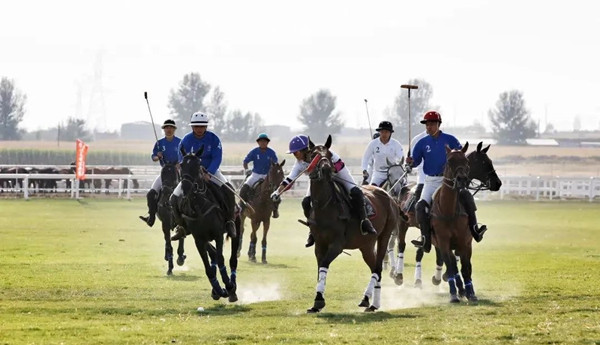 Baotou given title of China Horse City 