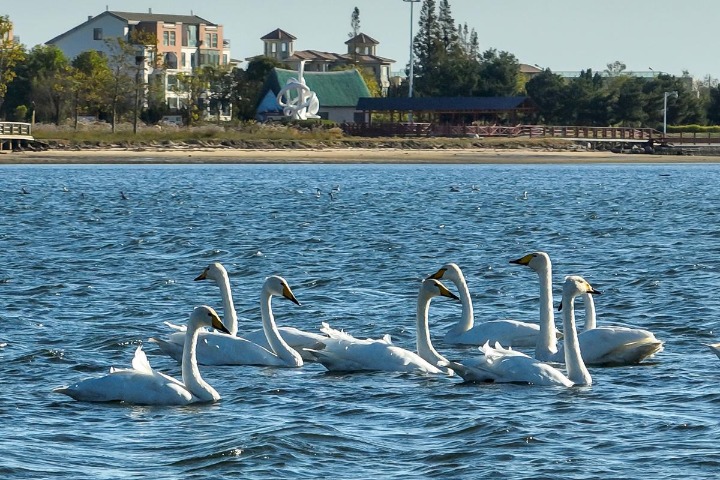 Whooper swans arrive in Rongcheng for the winter