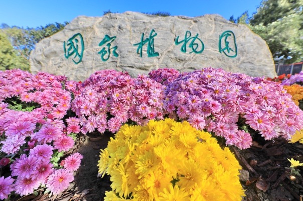 Chrysanthemums in full bloom in the China National Botanical Garden
