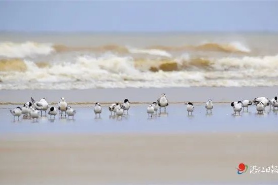 A large number of migratory birds arrive at the Leizhou Peninsula