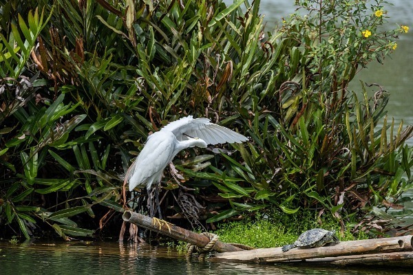 Shenzhen's decade-long mangrove restoration sparks biodiversity boom