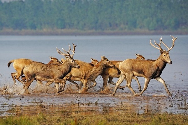 Wild milu deer population reaches historic high in Hubei's nature reserve
