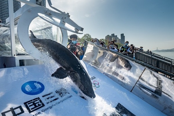 Chinese sturgeon release efforts yield positive results