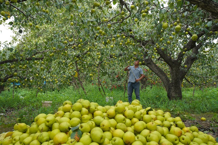 Old pear trees generate new revenues in Hebei