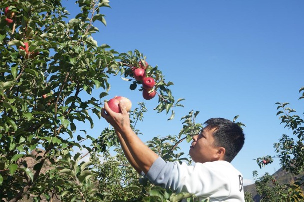 Apple farmers in Hebei benefit from farming collective