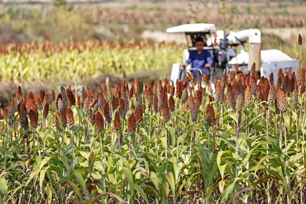 View stunning photos of a red sorghum harvest in Shanxi
