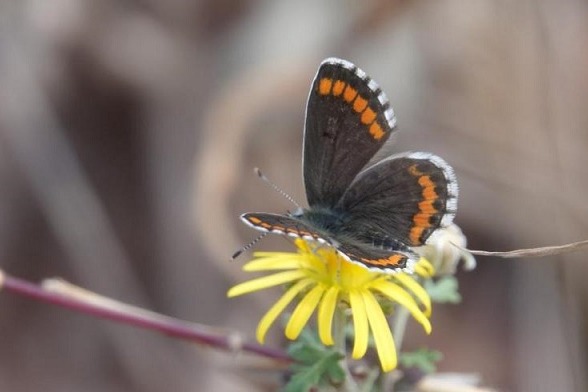 New butterfly species spotted on Mount Tai