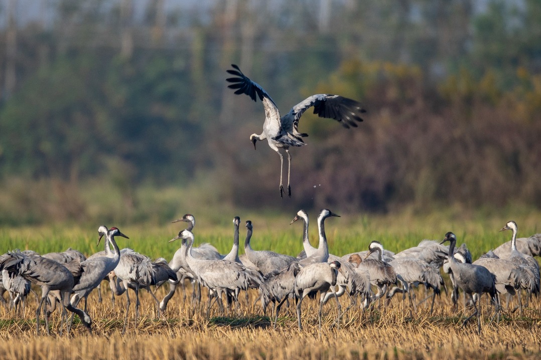 Migratory birds arrive in Hunan wetlands for the winter