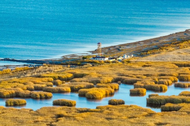 Embrace the autumnal beauty of Bosten Lake wetlands in Xinjiang