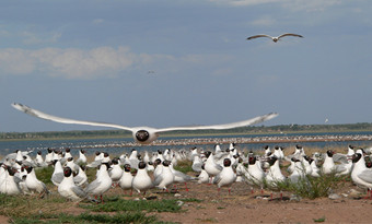 National Ordos Relict Gull Nature Reserve