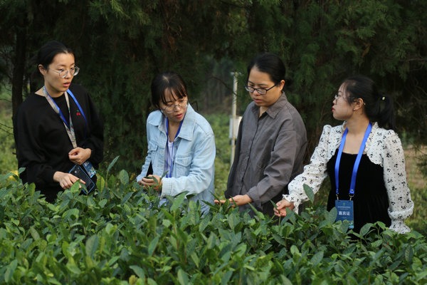 Tea industry conference in Qingdao promotes modern tech in tea farming