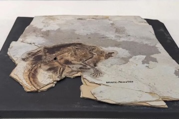 Notable Mesozoic fossil discoveries in Rehe region exhibited in Beijing
