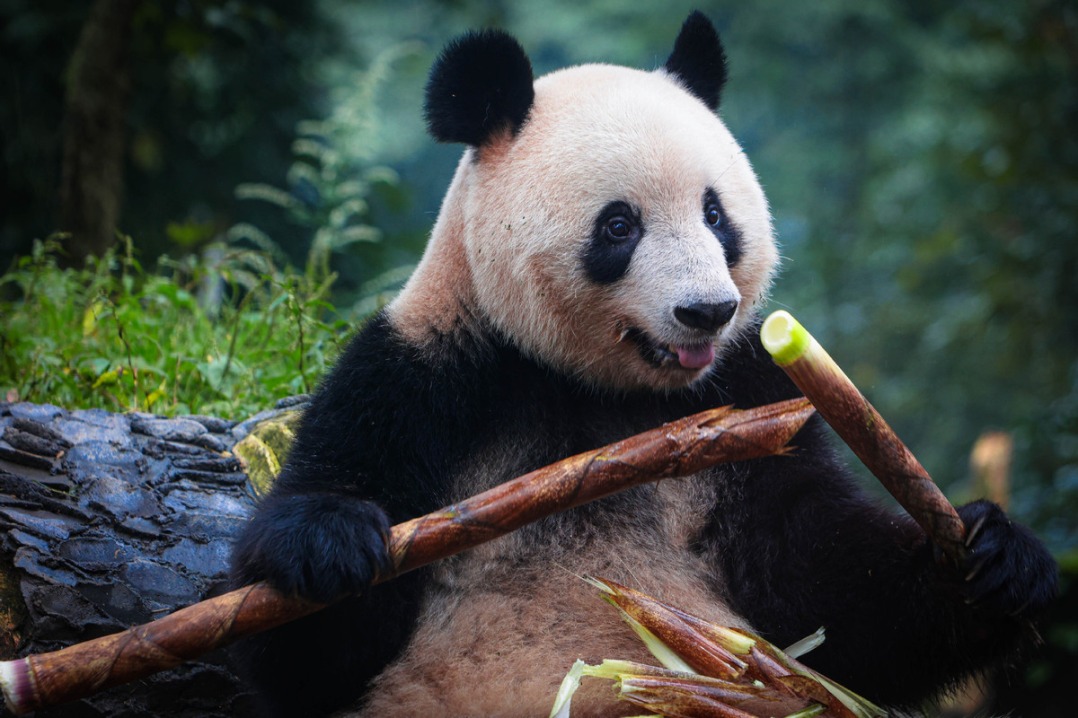 9th Panda and Nature Film week features films from around the world