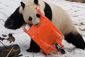 Giant panda enjoys playing in a wintry wonderland in Jilin