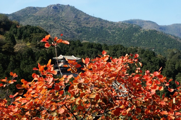Xiangshan Park draws visitors to capture red maple leaves