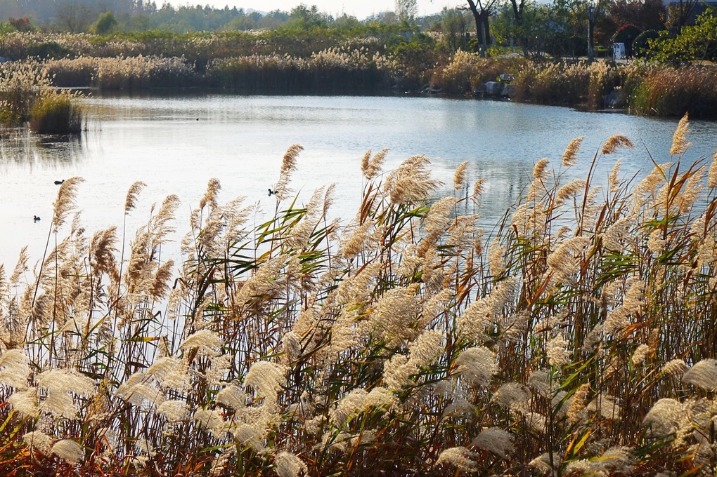 Embracing the beauty of swaying reeds at Tangdao Bay National Wetland Park in Qingdao