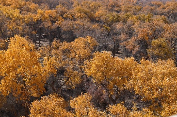 Golden beauty of the populus euphratica forest in Xinjiang