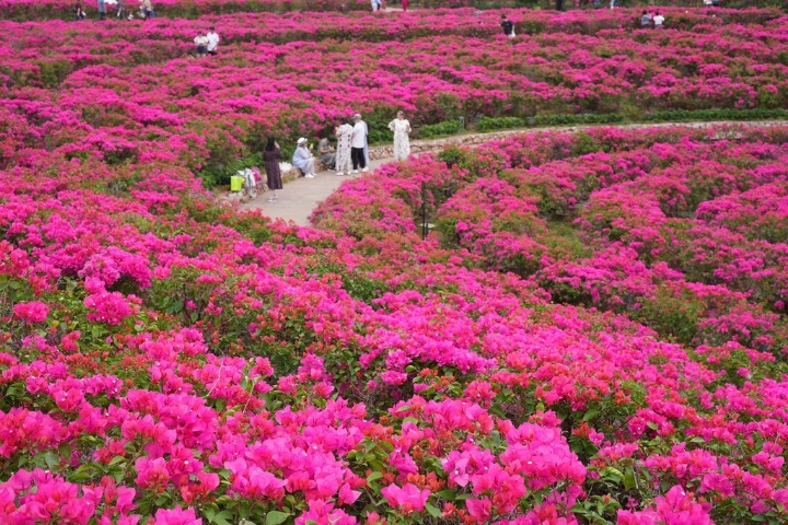 Bougainvillea bloom around the Qingxiu Mountains in Guangxi