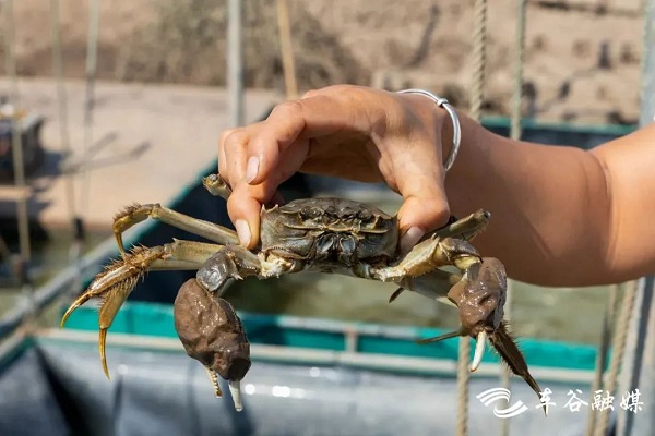 Crab culture festival boosts sales