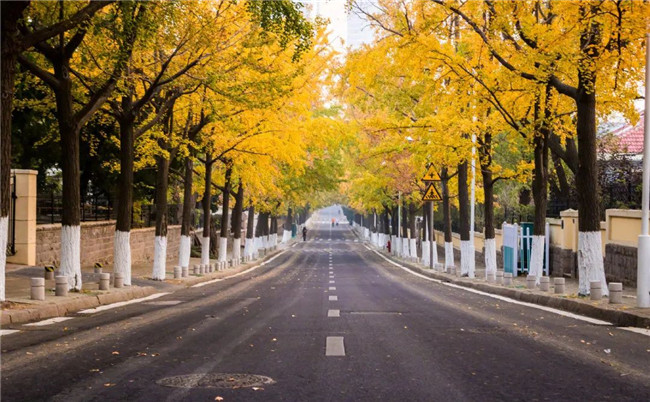 Ginkgo leaves bring new beauty to Qingdao