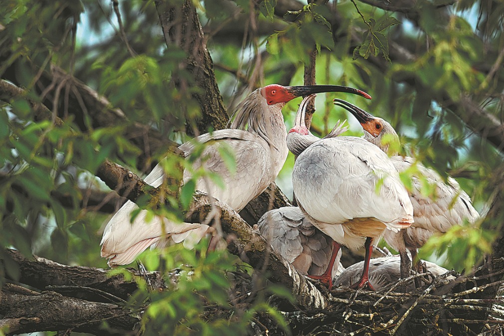 Protection efforts lift crested ibis population