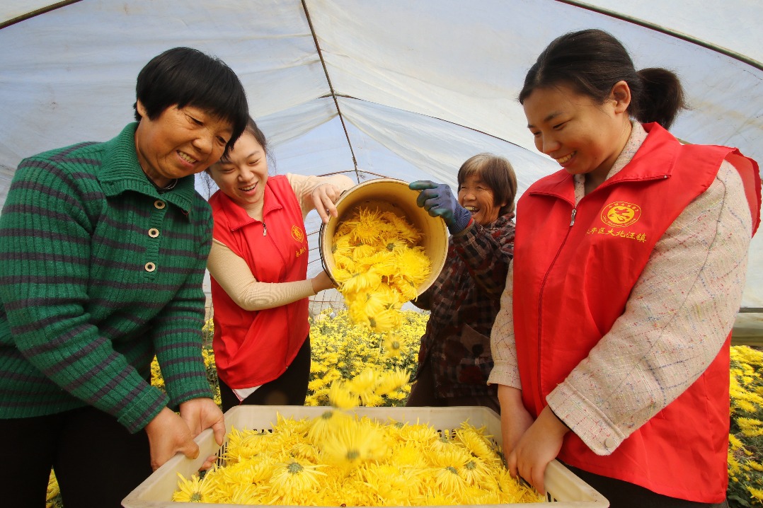 Chrysanthemums key to economic growth in Hebei village