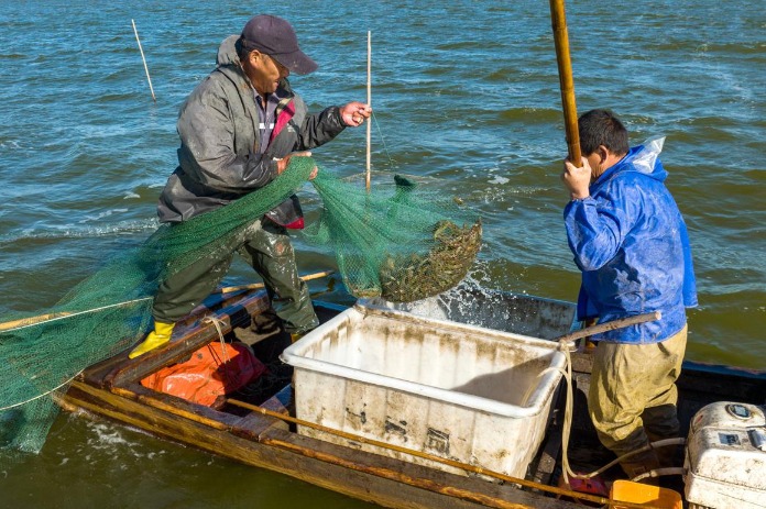Fishing season for white-leg shrimps opens in Caofeidian