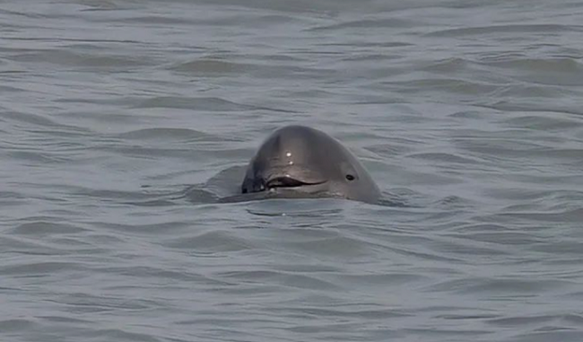 Nantong takes measures to better protect Yangtze finless porpoises