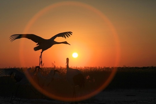 Jilin’s Xianghai wetland shelters six magnificent crane species