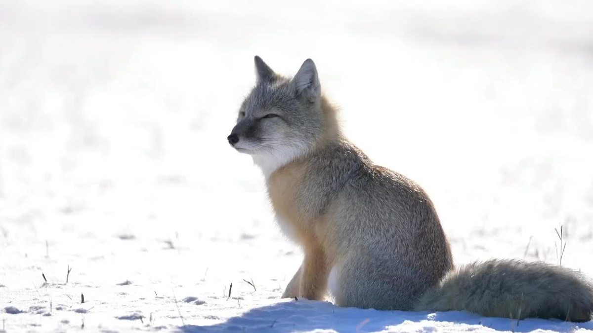 Endangered corsac fox photographed in snowfield