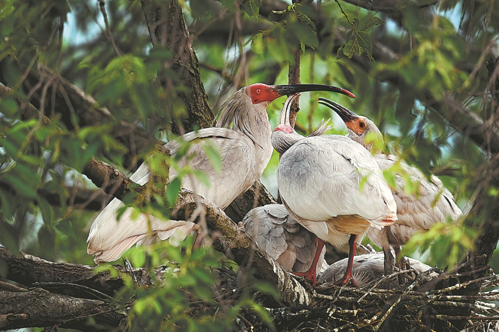 Big increase: Crested ibis population exceeds 10,000 globally after 42 years of protection