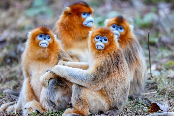 Golden snub-nosed monkeys in Shaanxi, Sichuan, and Hubei