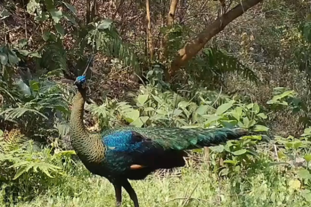 Green peafowls eat among other wildlife in Yunnan