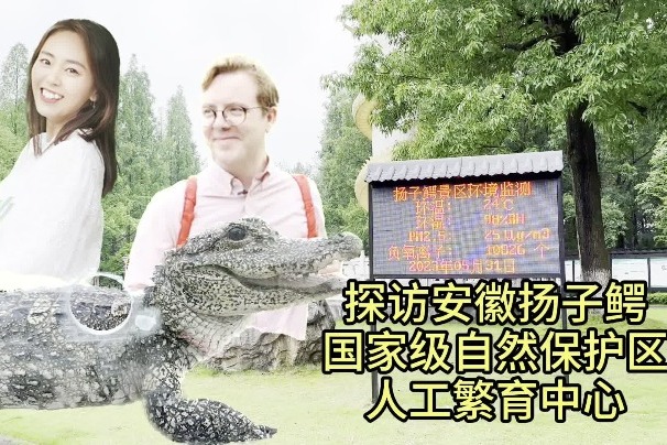 Number of Chinese alligators in the wild continues to rise