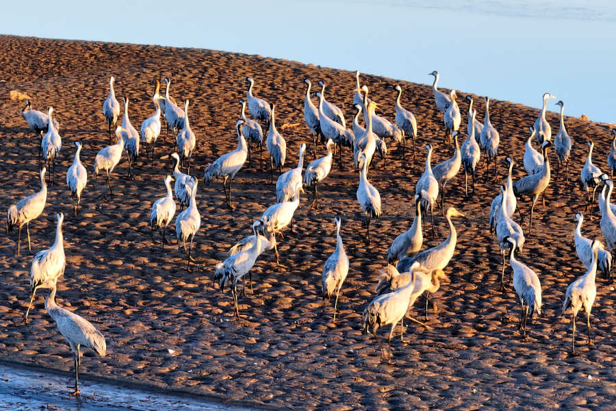 Birds shine among the colors of the Yellow River mudflat