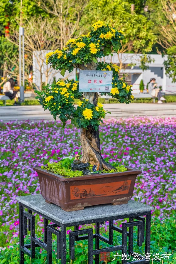 Bonsai Chrysanthemum..jpg