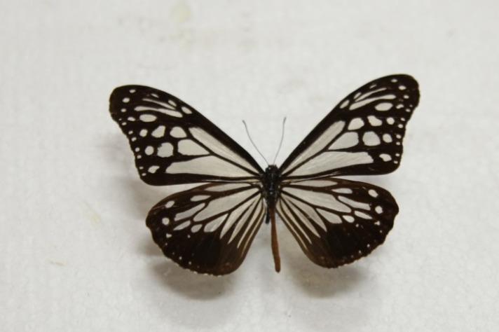 Exceptional Butterfly specimens unfurl in Jiangsu exhibition