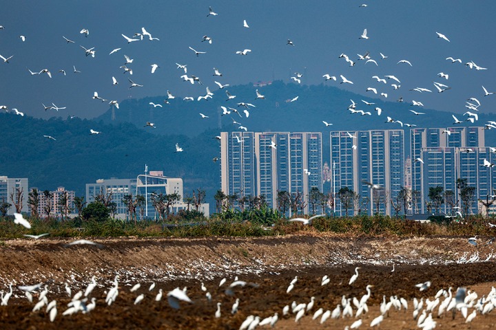 Guangzhou is graced by the arrival of migratory birds
