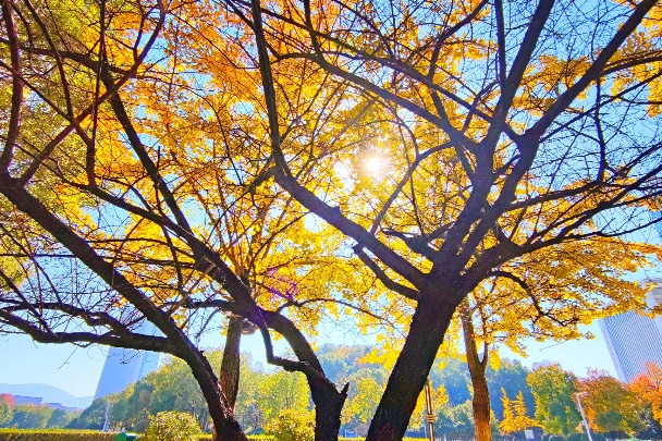 Beautiful golden ginkgo trees in Hubei
