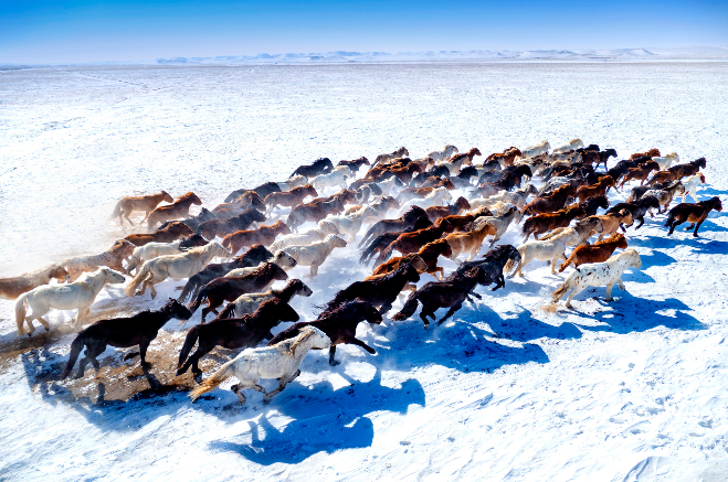 Inner Mongolia horse race league begins winter events