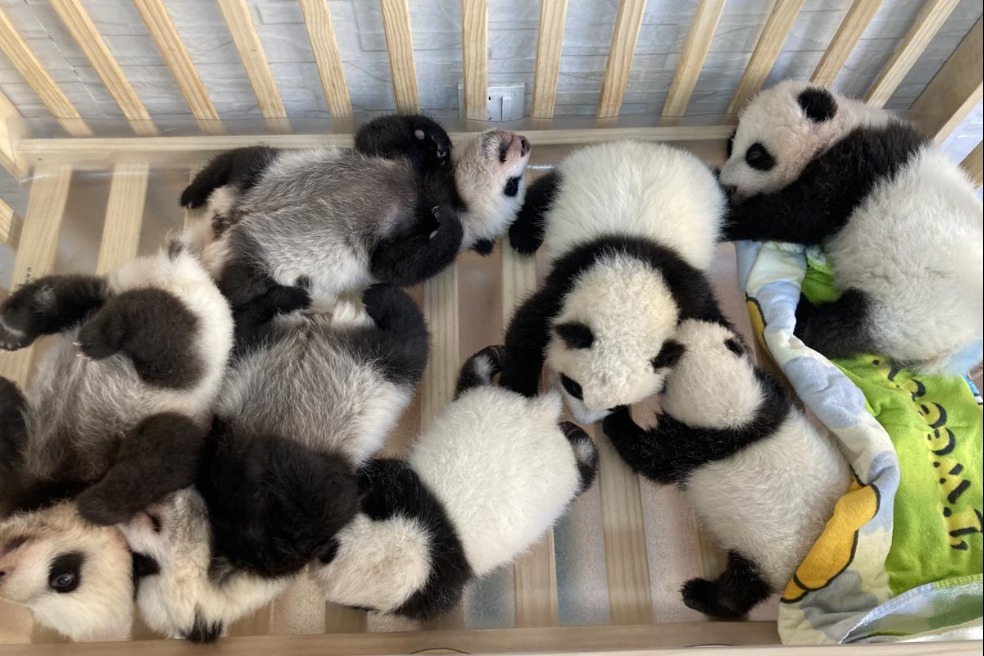 Qinling Giant Panda Research Center welcomes seven adorable cubs in 2023