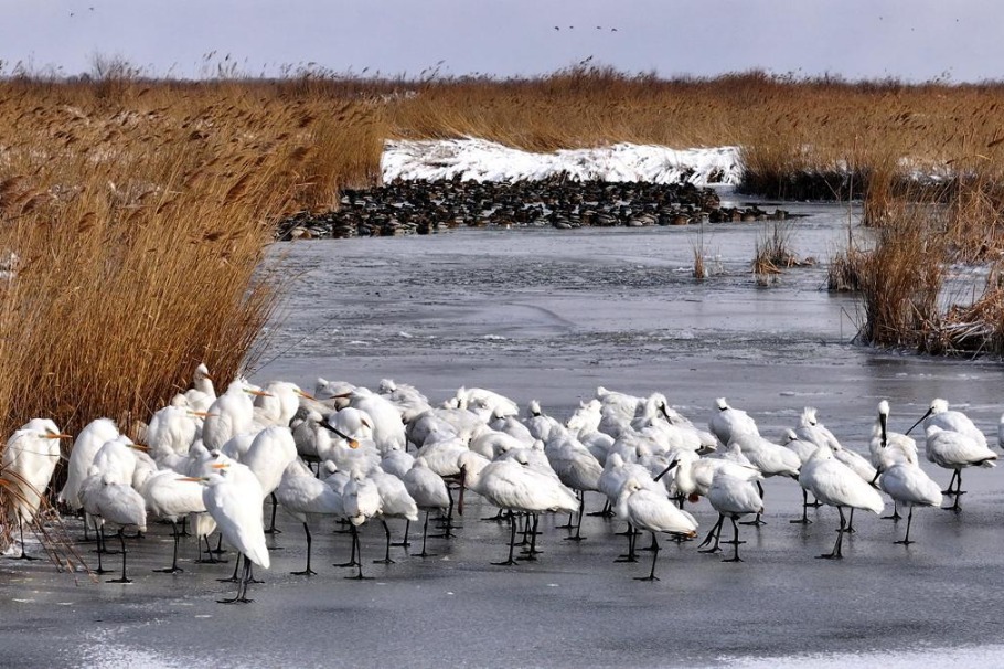 Migratory birds thrive in snowy haven of Yellow River estuary
