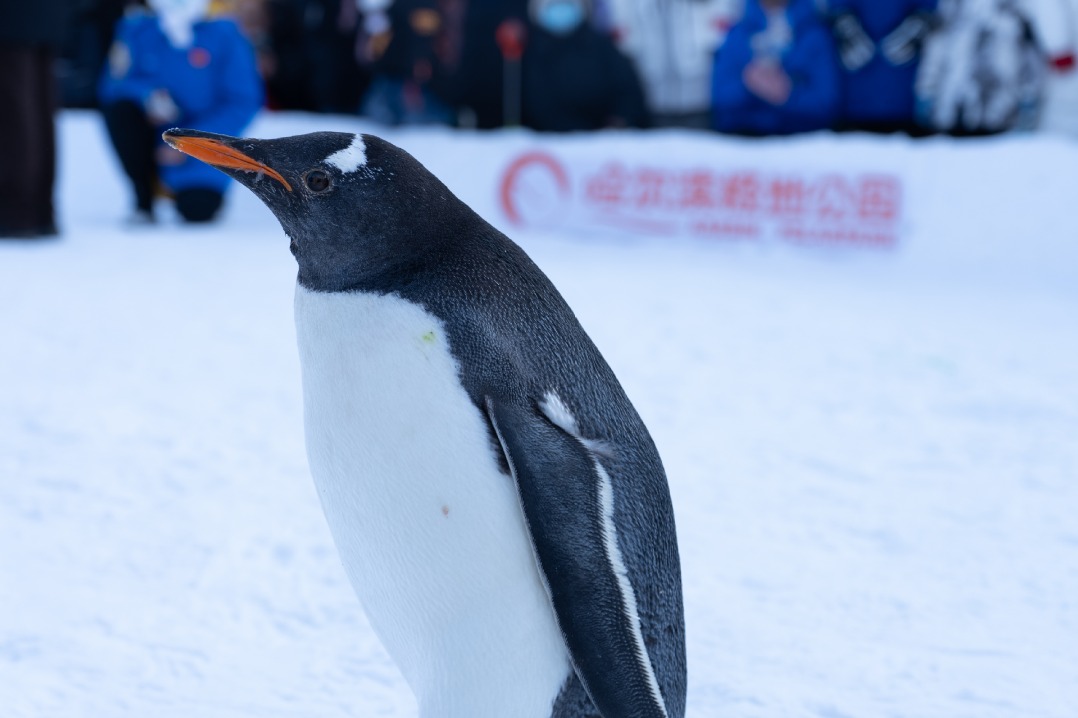 Penguins take center stage in Harbin's winter spectacle