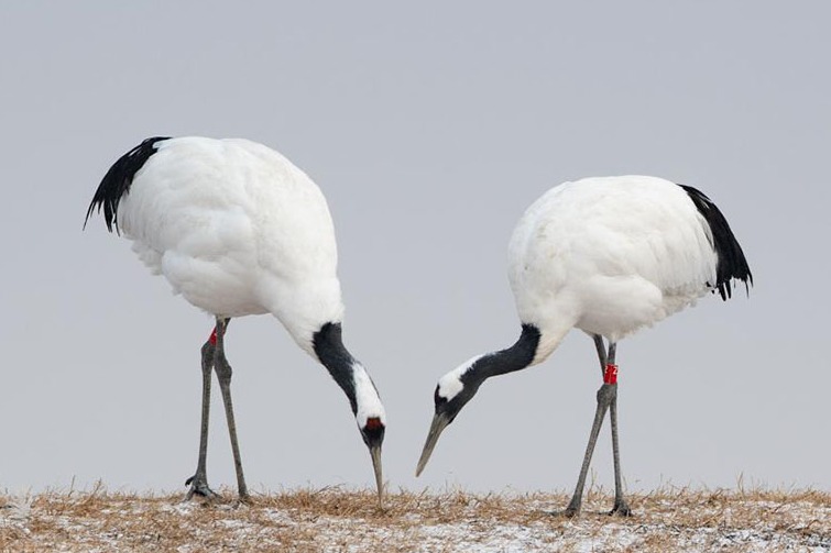 Red-crowned cranes delight visitors at snow-covered reserve in Heilongjiang