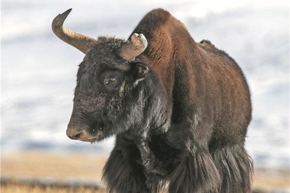 Tibetans crossbred yak, cattle 2,500 years ago