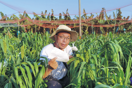 'Father of hybrid millet' cultivates a success story