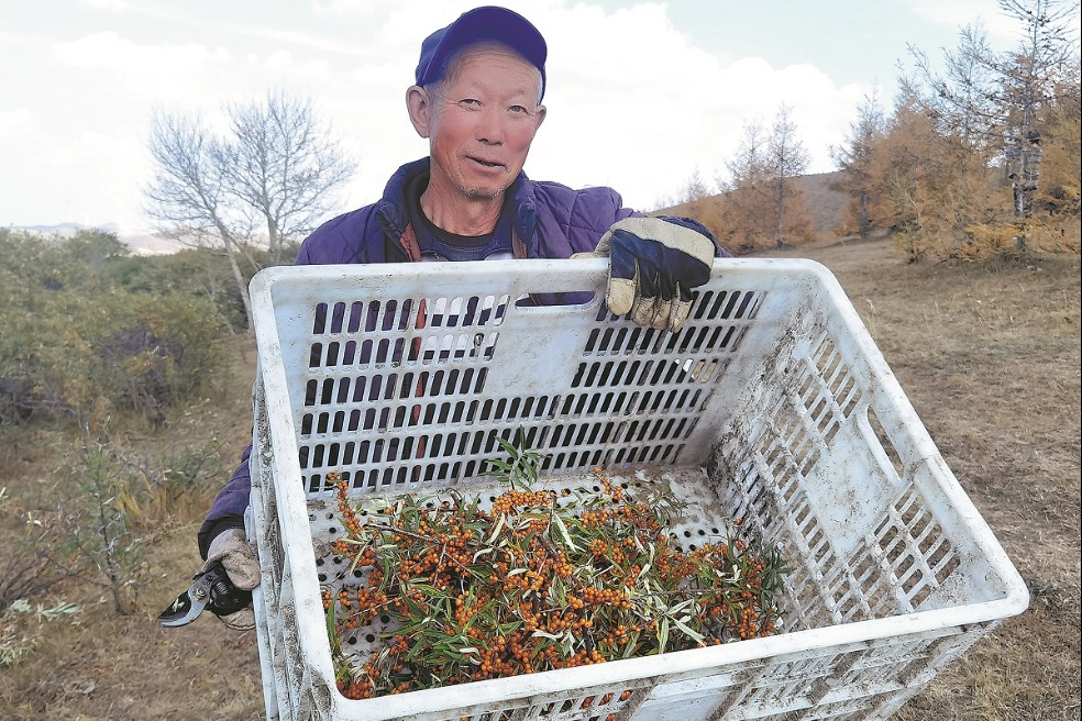 Sea buckthorn a boon for county in Hebei